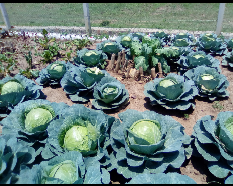 Cash for Nutrition